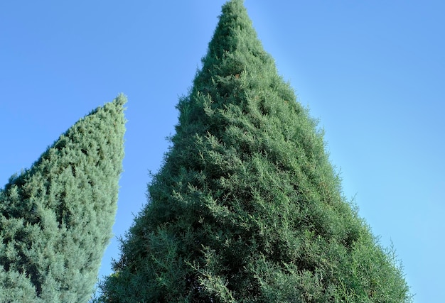 Conifera della famiglia dei cipressi