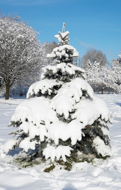 Conifera innevata di inverno nel parco della città