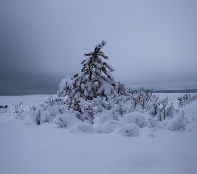 Conifera innevata. Simpatico paesaggio invernale.