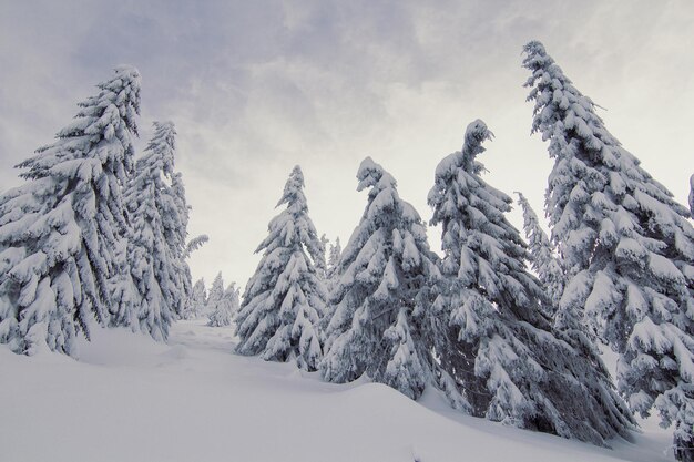 Conifere alte nella foto del paesaggio del paese delle meraviglie invernale