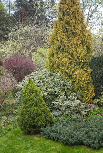 Conifere in giardino: abete rosso, arborvitae, pino, abete, ginepro.