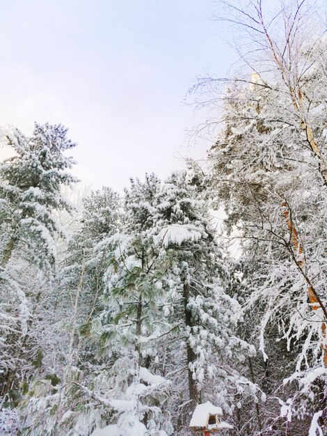 Conifere innevate nella foresta di inverno. Cielo blu. Il concetto di inverno, freddo, gelo. Copyspace. Foto verticale.