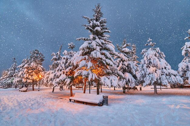 Conifere, lanterne e panca in legno ricoperta di neve