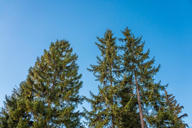 Conifere nella foresta. Pini. Grande albero di conifere verde scuro. Albero di Natale.