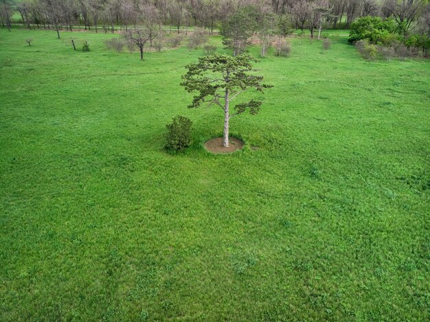 Conifere su un prato verde nel parco, sulla foresta all'orizzonte e sul cielo blu