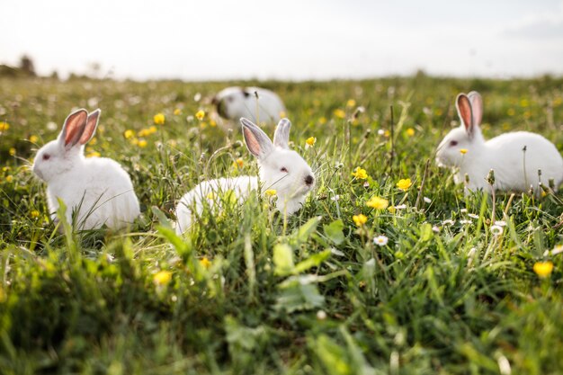 Conigli bianchi nell'erba verde di primavera