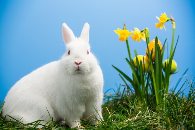 Coniglietto bianco lanuginoso che si siede accanto ai daffodils con le uova di Pasqua