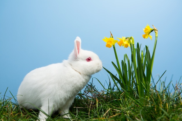 Coniglietto bianco lanuginoso seduto accanto a narcisi