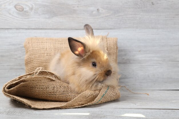 Coniglietto di coniglietto di pasqua marrone sveglio su tela di sacco