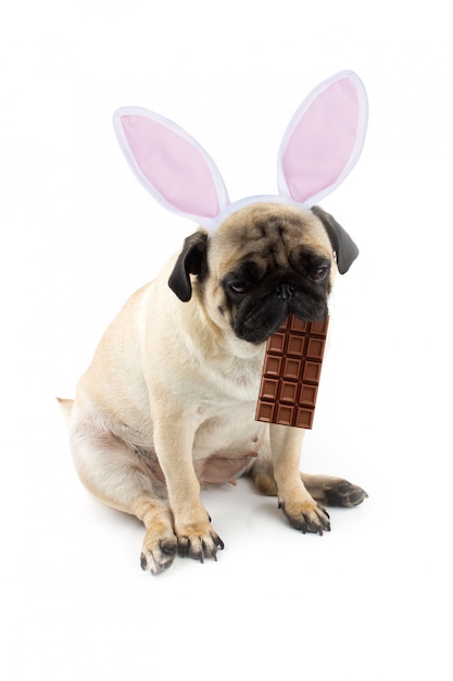 Coniglietto di Pasqua. Cane triste del carlino con cioccolato nella sua bocca e orecchie di coniglio.