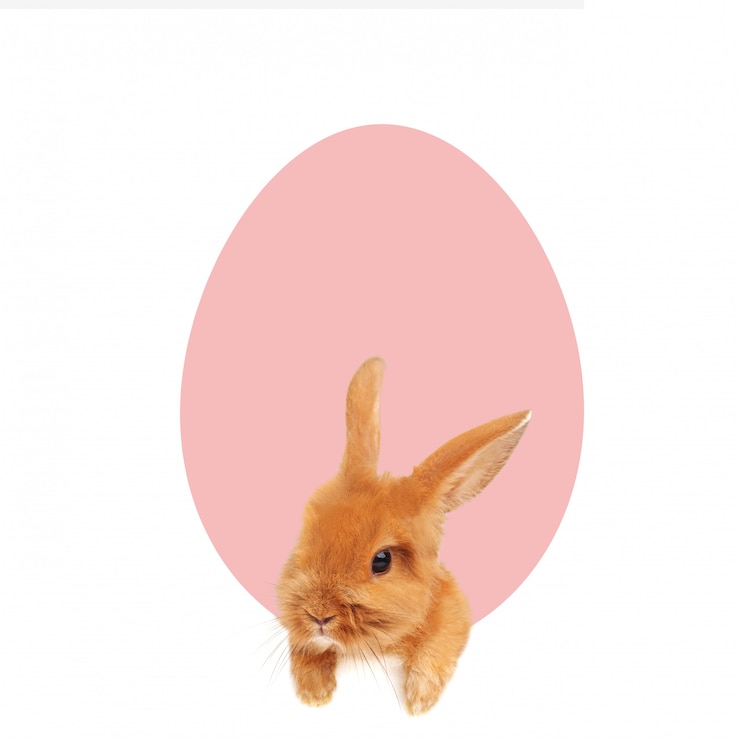 Foto coniglietto di pasqua che fa capolino dal bordo inferiore della cartolina.