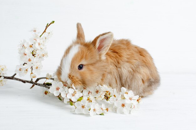 Coniglietto di Pasqua su un tavolo in legno chiaro con un rametto di fiori primaverili