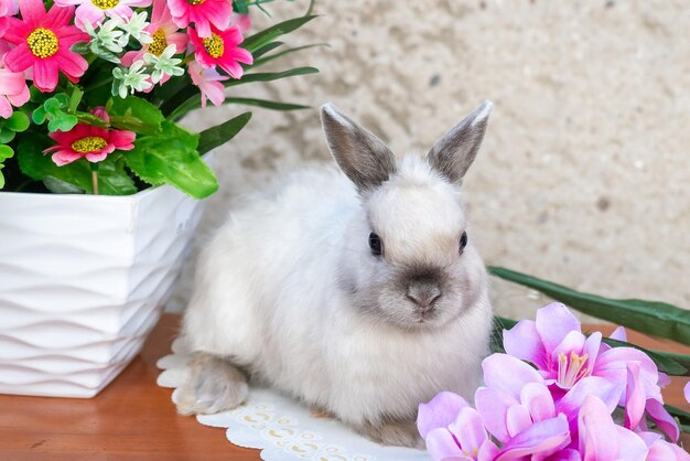 Coniglietto di Pasqua vicino alla corona di primavera Piccolo coniglio nano seduto vicino ai fiori