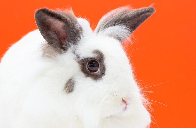 Coniglietto isolato su sfondo arancione. grande coniglio bianco