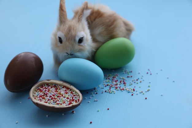 Coniglietto pasquale con uovo di cioccolato