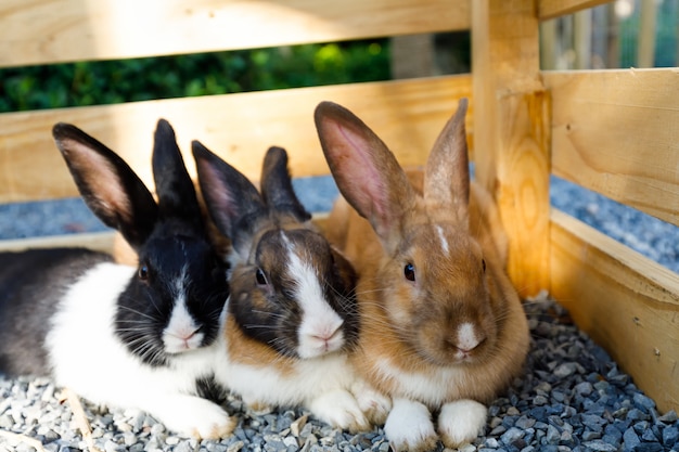 Coniglio a tre colori in una cassa di legno Animali domestici carini