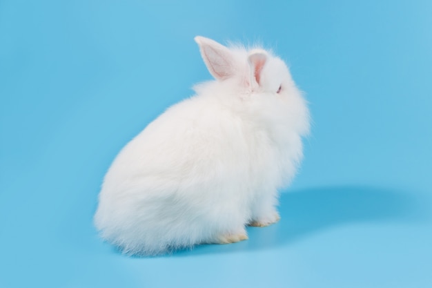 Coniglio adorabile bianco del bambino su fondo blu