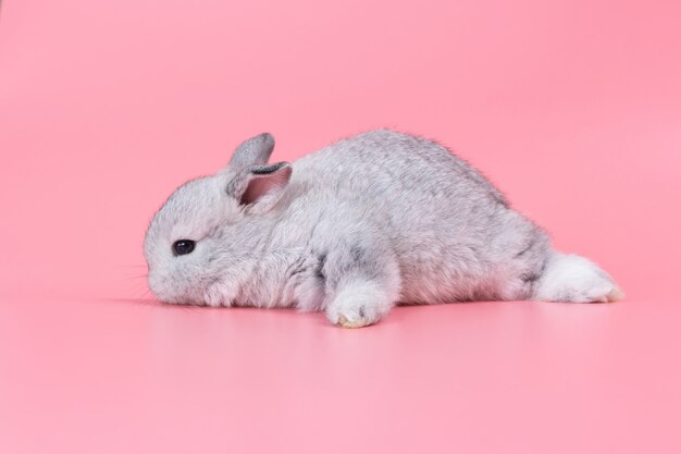 Coniglio adorabile grigio del bambino su fondo rosa. Coniglio bambino carino