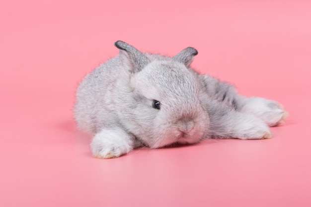 Coniglio adorabile grigio del bambino su fondo rosa. Coniglio bambino carino