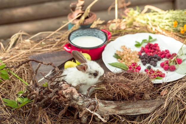 Coniglio ai frutti di bosco e mele verdi