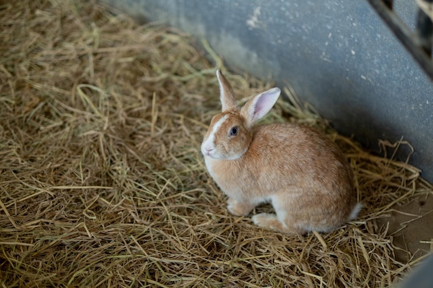 Coniglio animale domestico con sfocatura dello sfondo animalsxA