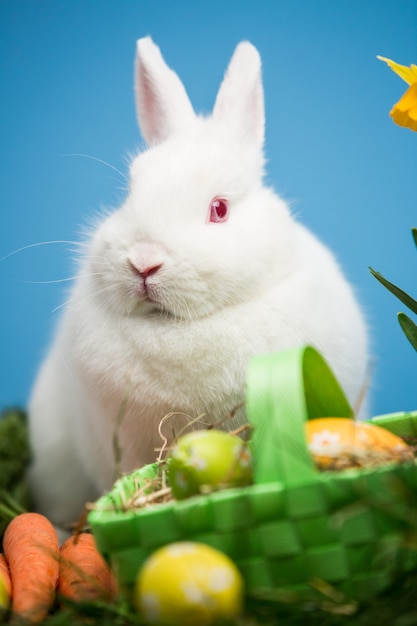 Coniglio bianco che si siede dietro le uova di Pasqua in cestino verde
