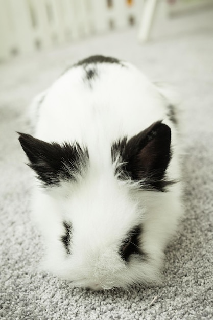 Coniglio bianco con orecchie nere
