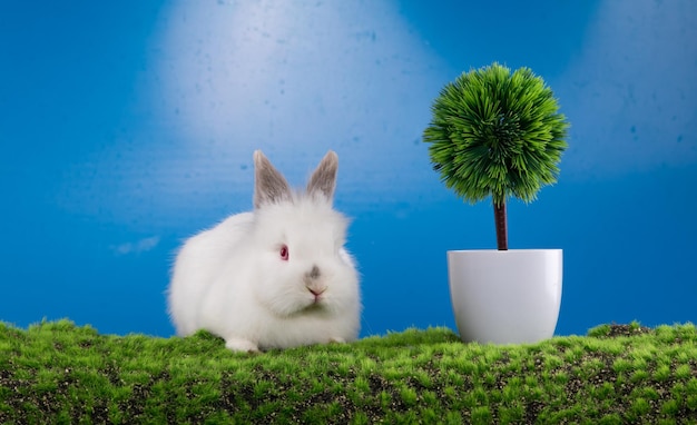 coniglio bianco e uova di Pasqua sull'erba