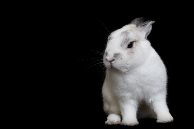 coniglio bianco nano dei Paesi Bassi sul nero isolato