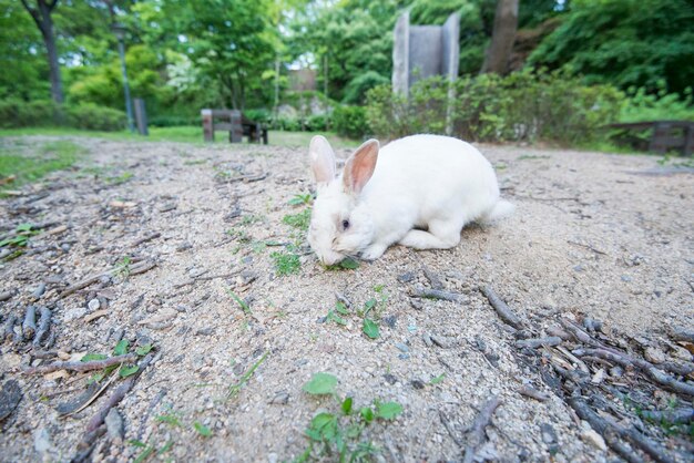 Coniglio bianco nel parco