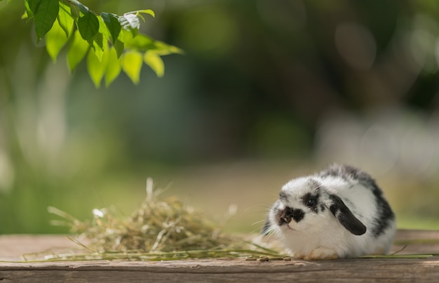 Coniglio che mangia erba con priorità bassa del bokeh