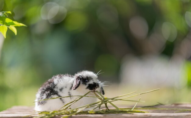 coniglio che mangia erba con sfondo bokeh coniglietto pet holland lop