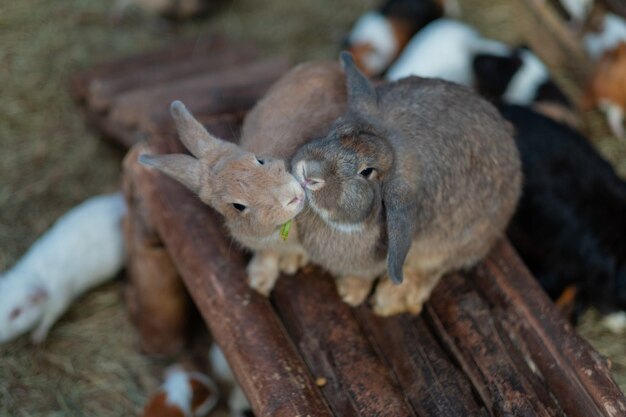 coniglio che mangia erba con sfondo bokeh coniglietto pet holland lop