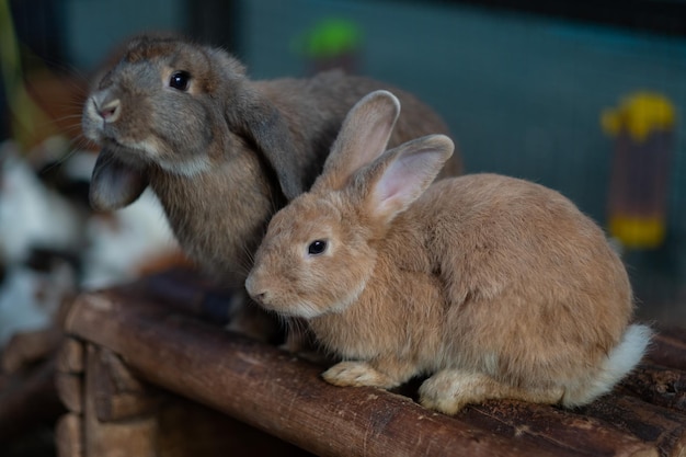 coniglio che mangia erba con sfondo bokeh coniglietto pet holland lop