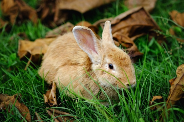 Coniglio che mangia erba nel giardino