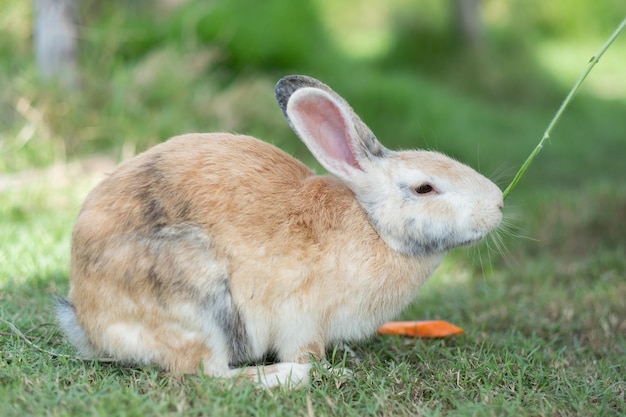 Coniglio coniglietto animale domestico con sfondo sfocato animaliconiglio che mangia erba con sfondo bokeh coniglietto pet holland lop