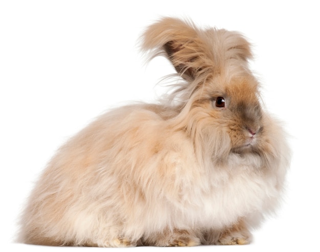 Coniglio d'angora inglese davanti a fondo bianco