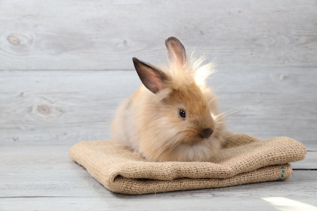 Coniglio di coniglietto di pasqua marrone sveglio del bambino su tela di sacco