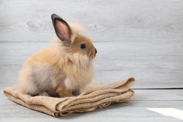 Coniglio di coniglietto di pasqua marrone sveglio del bambino su tela di sacco