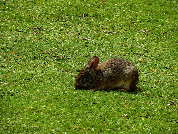 Coniglio di Paramo che mangia erba, Ecuador