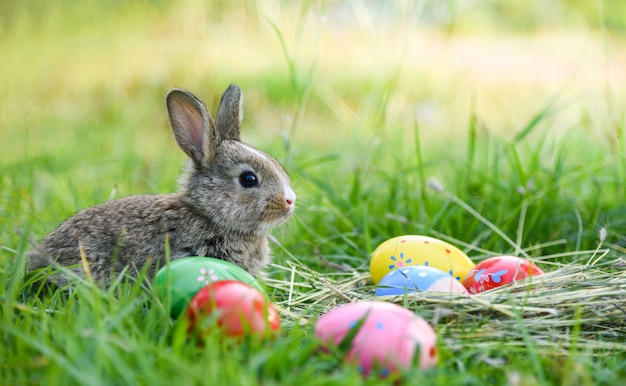 Coniglio di Pasqua e uova di Pasqua piccolo coniglio sul verde