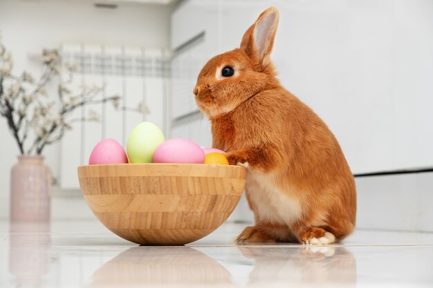 Coniglio di Pasqua rosso divertente seduto sul pavimento vicino a una ciotola con uova colorate in cucina a casa Animali domestici stile di vita
