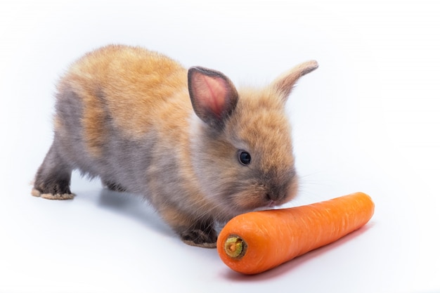 Coniglio di Pasqua rosso sveglio del bambino che mangia carota su fondo bianco