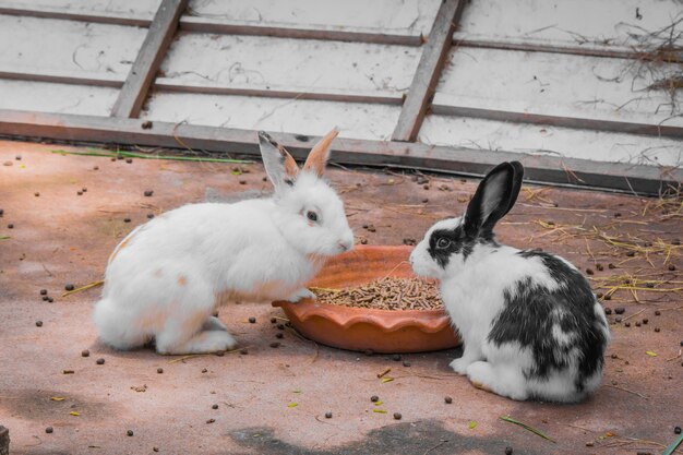 Coniglio e cibo