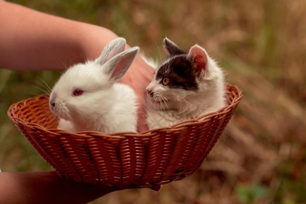 Coniglio e gattino carino