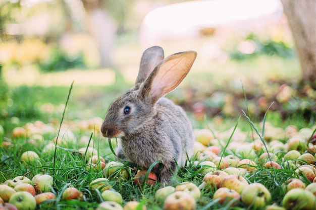 Coniglio e mele nell'erba nel giardino.