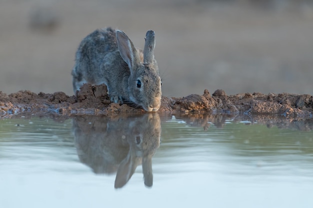 Coniglio europeo o comune Oryctolagus cuniculus acqua potabile all'alba