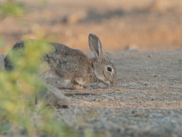 Coniglio europeo o comune Oryctolagus cuniculus alla ricerca di cibo durante l'alba