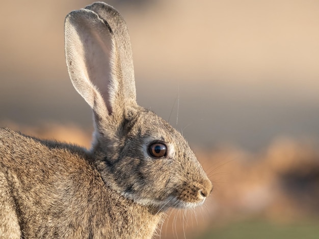 Coniglio europeo o comune Oryctolagus cuniculus nella campagna spagnola