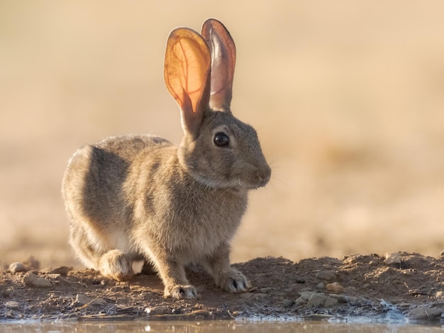 Coniglio europeo o comune Oryctolagus cuniculus nella campagna spagnola